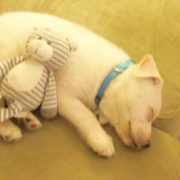 puppyreddog2